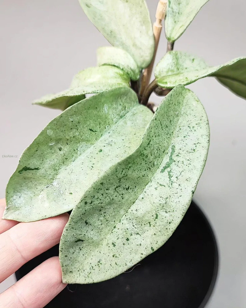 Hoya carnosa 'grey Ghost'