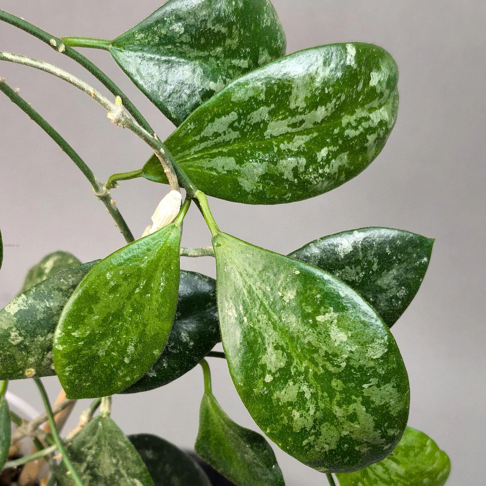 Hoya biakensis aff. indonesia