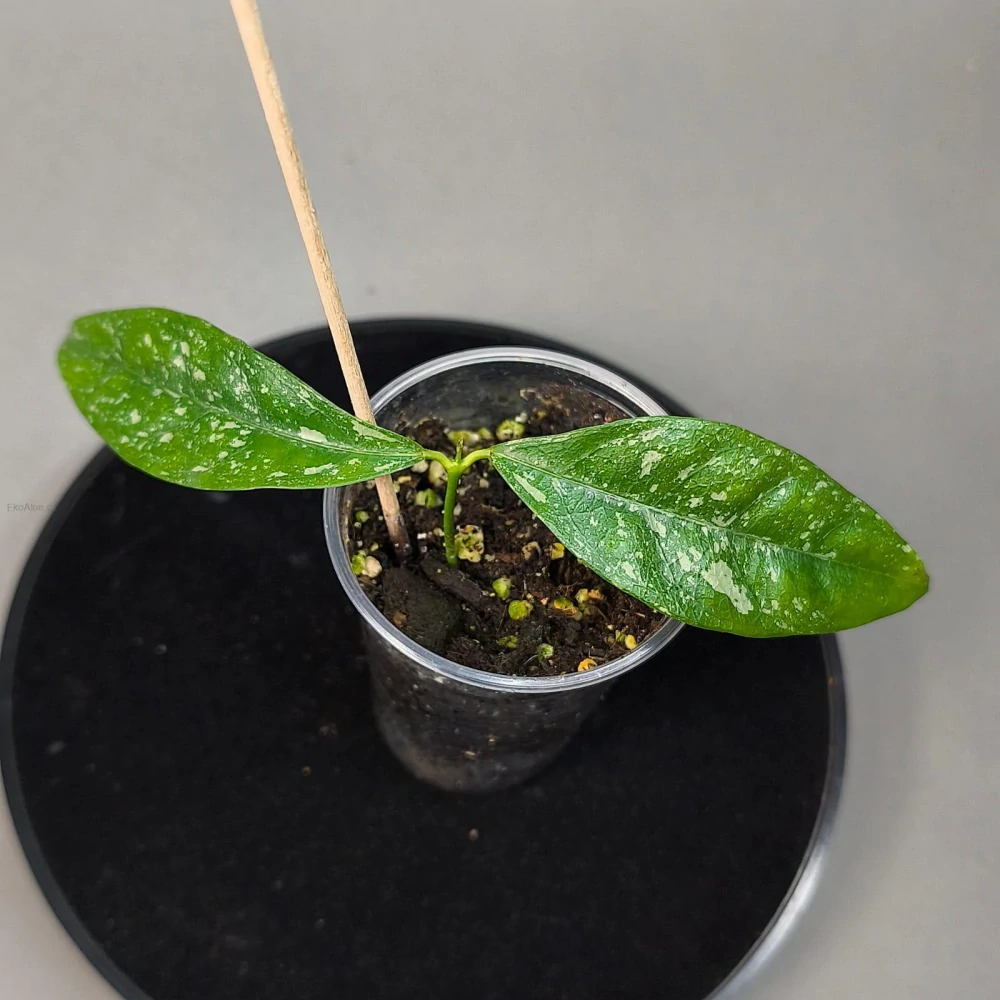 Hoya cystiantha splash