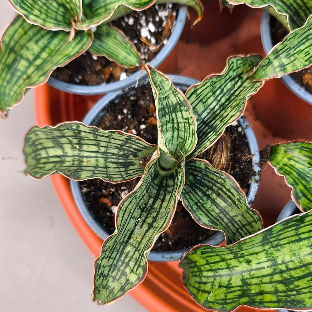Sansevieria cv. Cleopatra