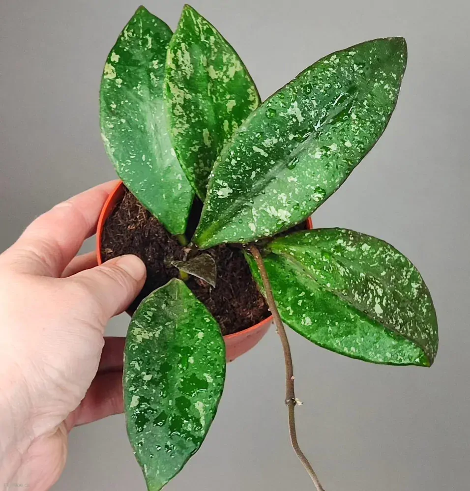Hoya Rundumensis Splash