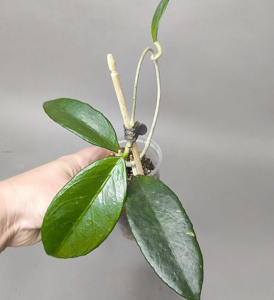Hoya sp Timor Leste