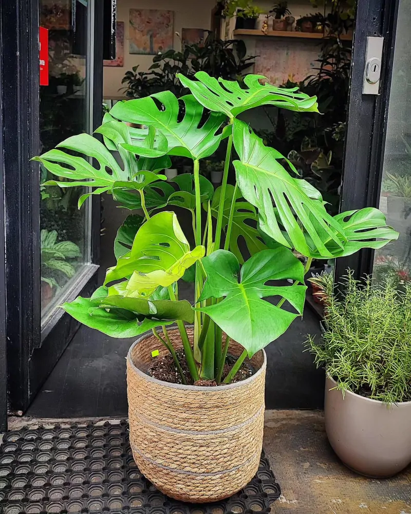 Monstera deliciosa large form