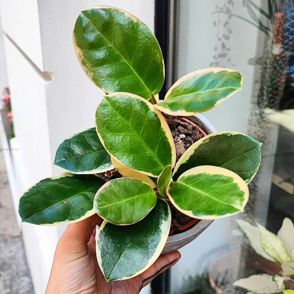 Hoya Australis albomarrginata