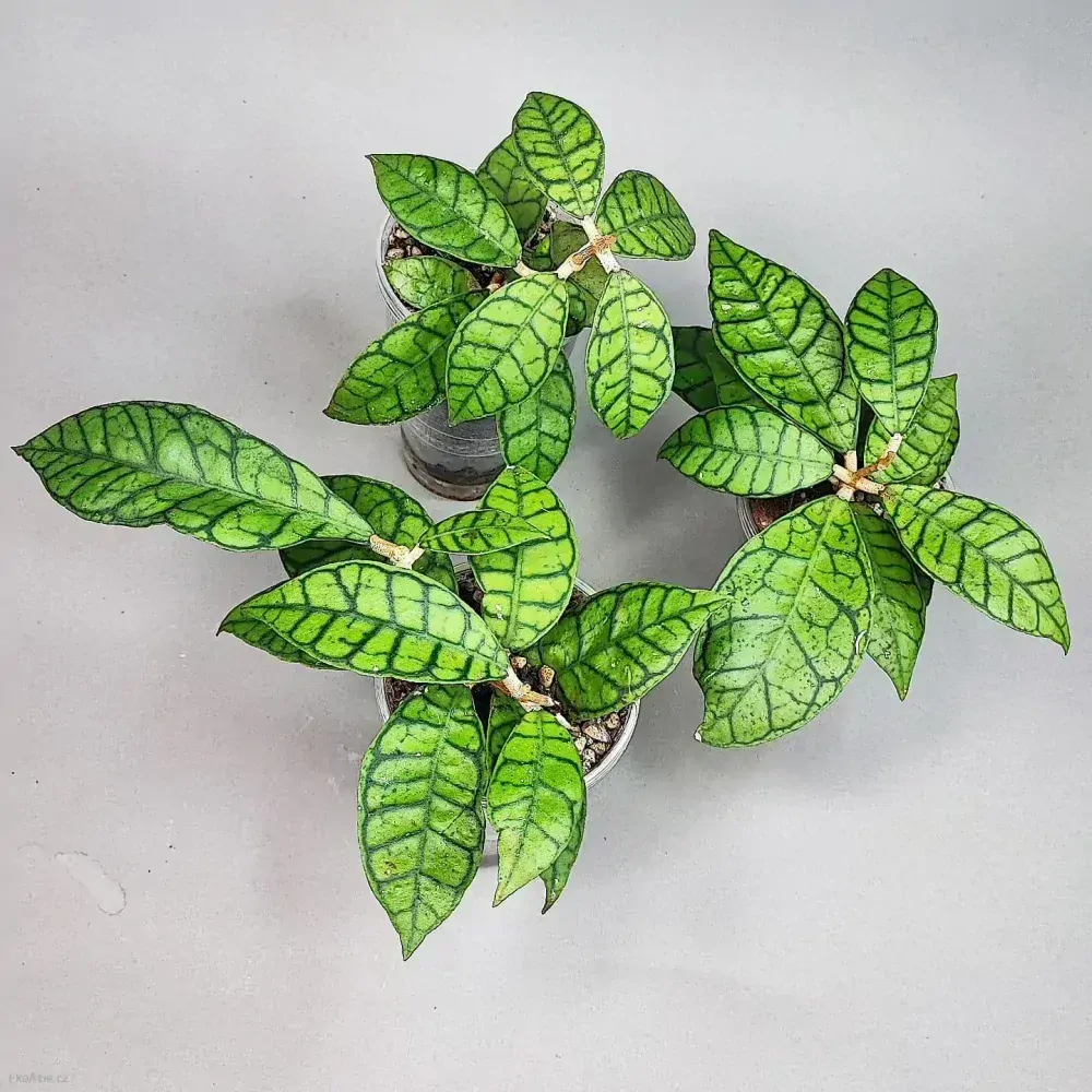 Hoya sp. Kalimantan IML 1168