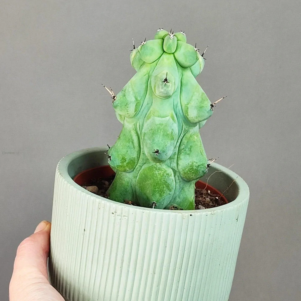 Myrtillocactus Geometrizans 