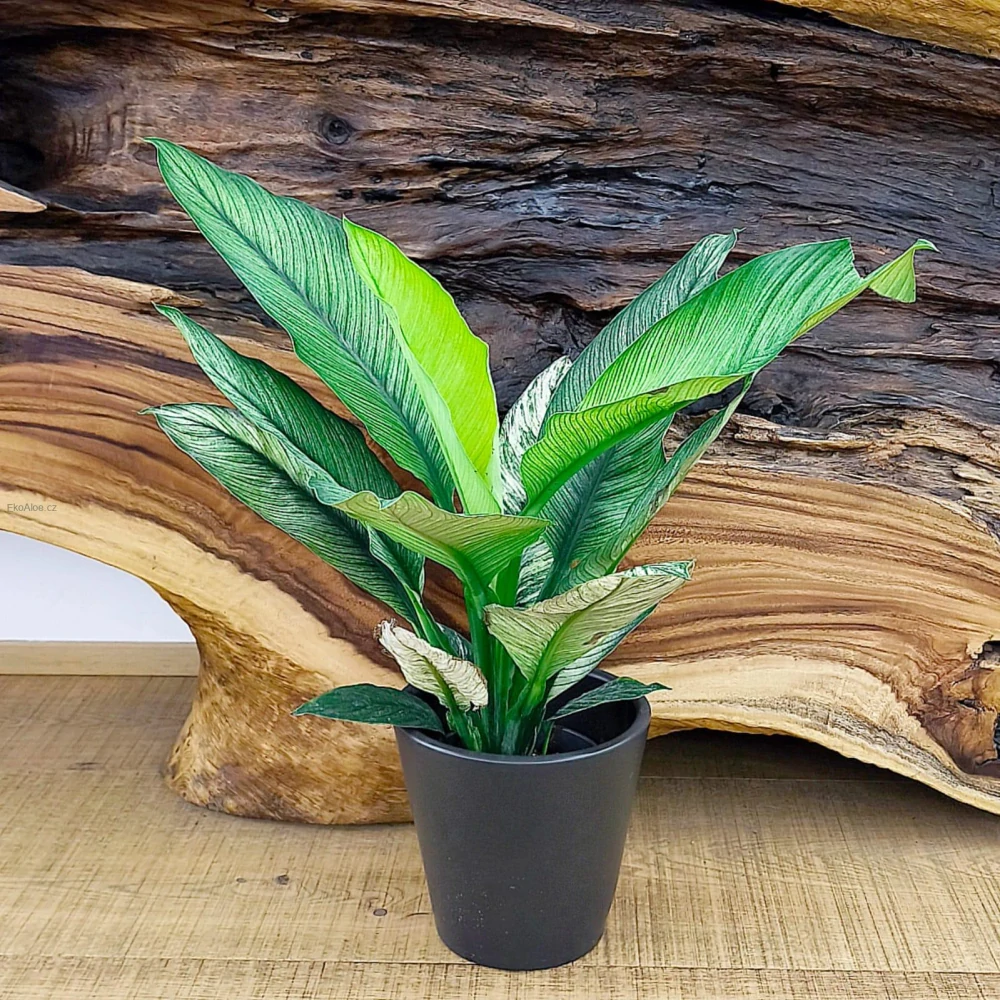 Spathiphyllum Sensation Variegated