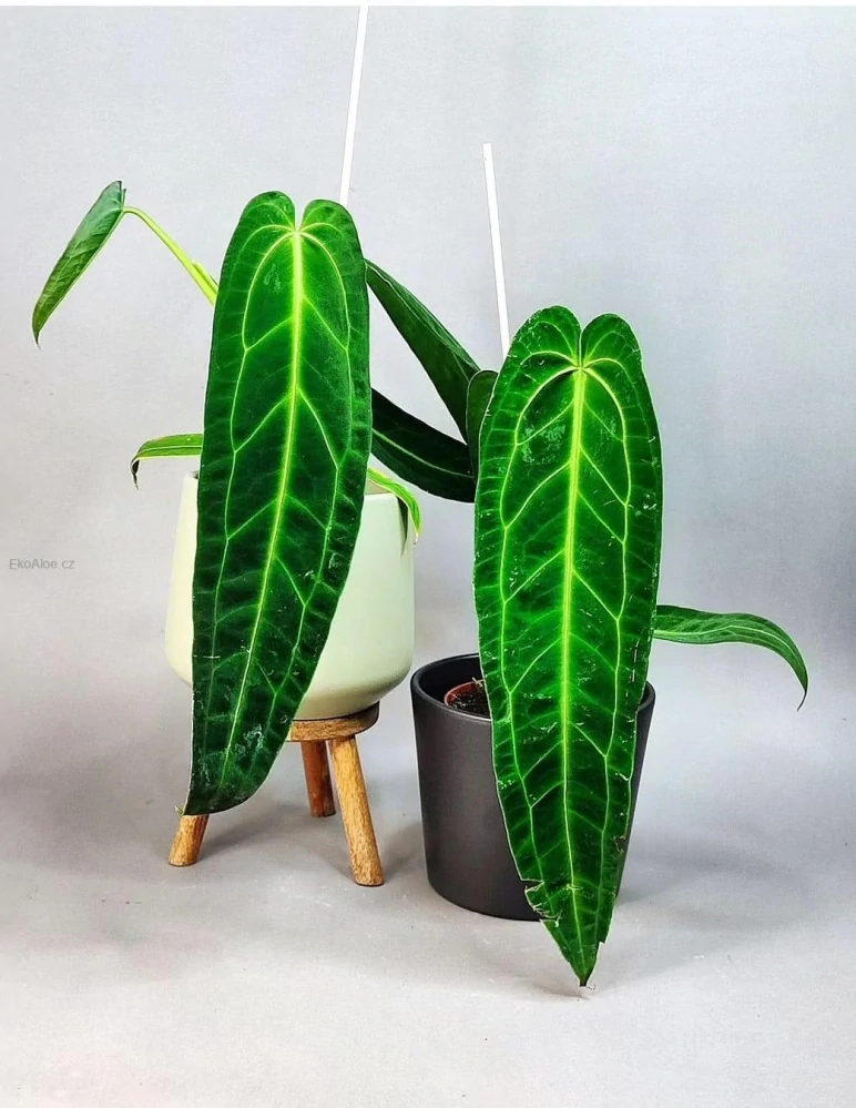 Anthurium warocqueanum