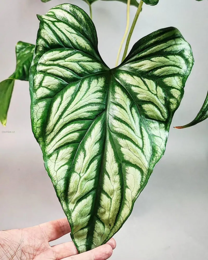 Cercestis Mirabilis XXL