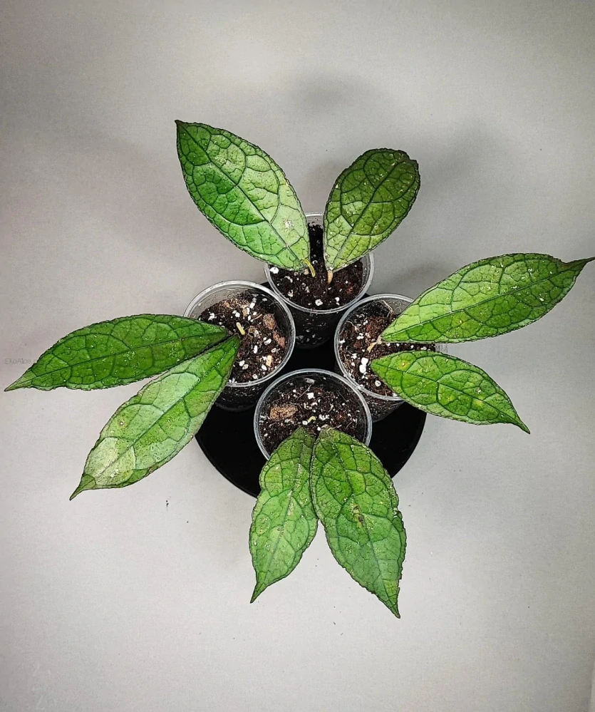 Hoya clemensiorum sumatra