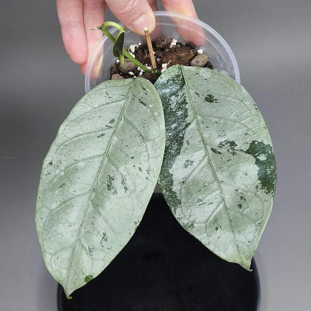 Hoya Coriacea Silver