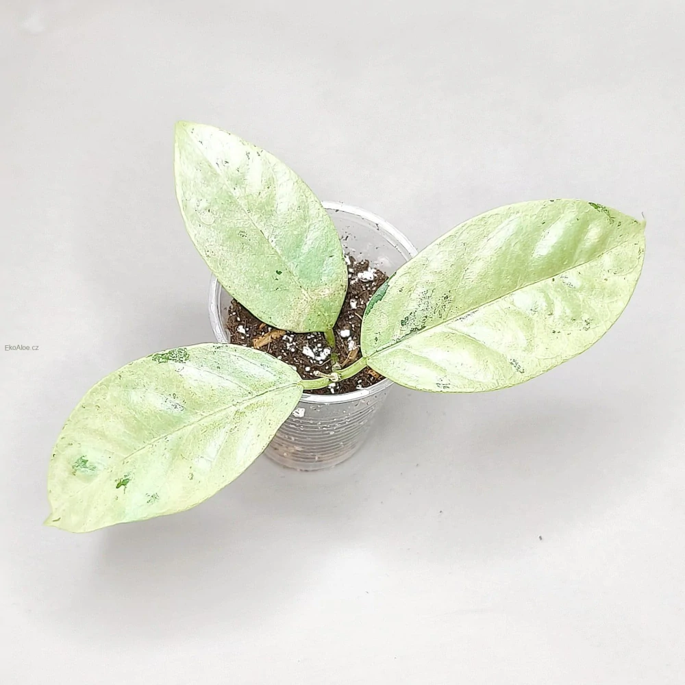 Hoya Coriacea Silver