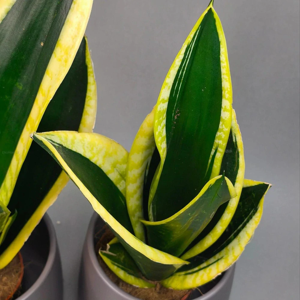 Sansevieria Black Gold