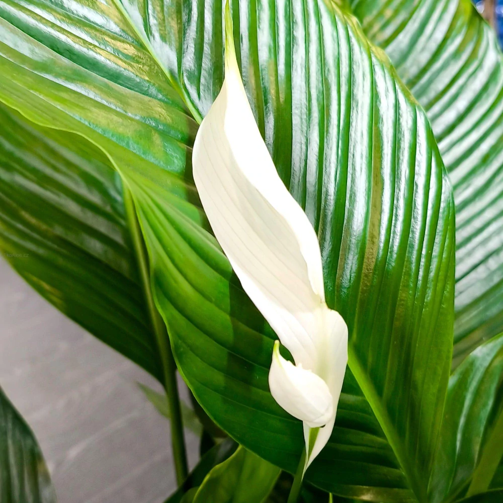 Spathiphyllum Sebastiano XXL