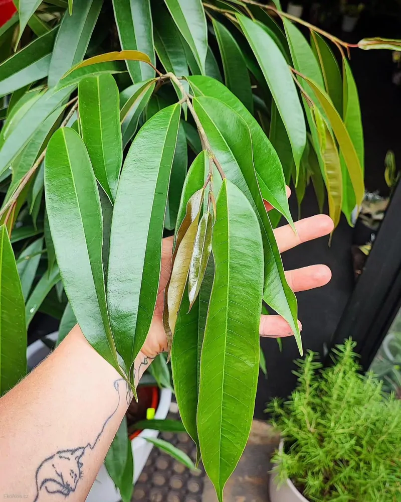 Ficus binnendjikii Amstel King XL