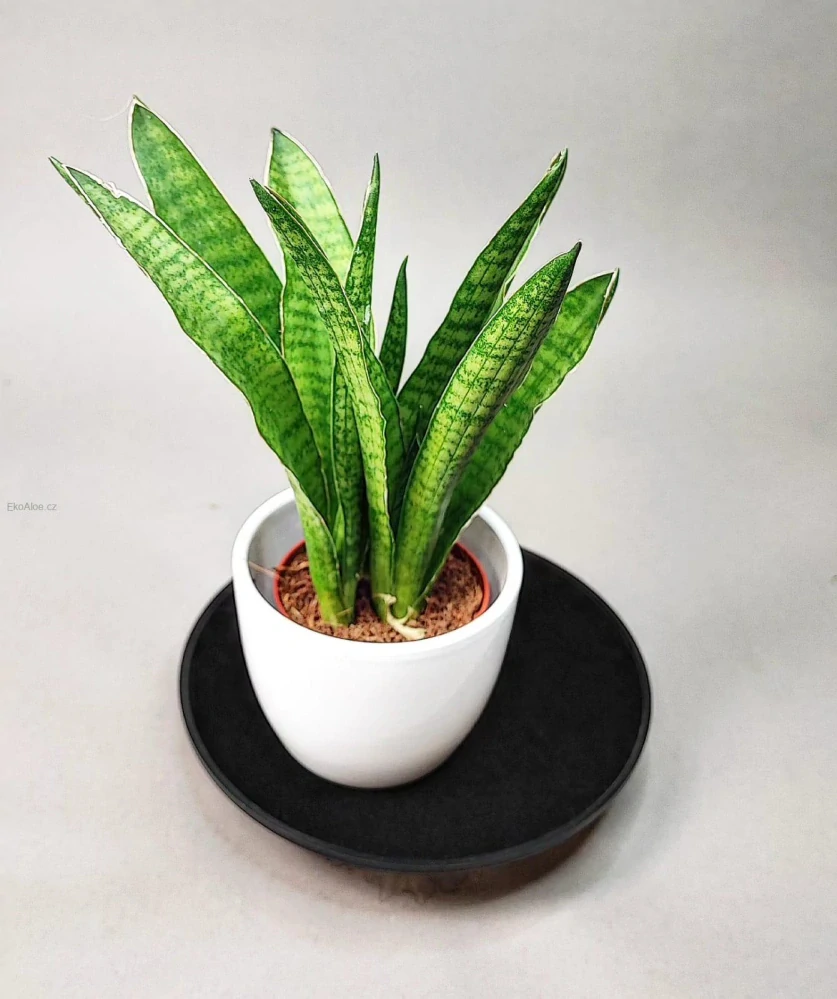 Sansevieria zeylanica Greenline