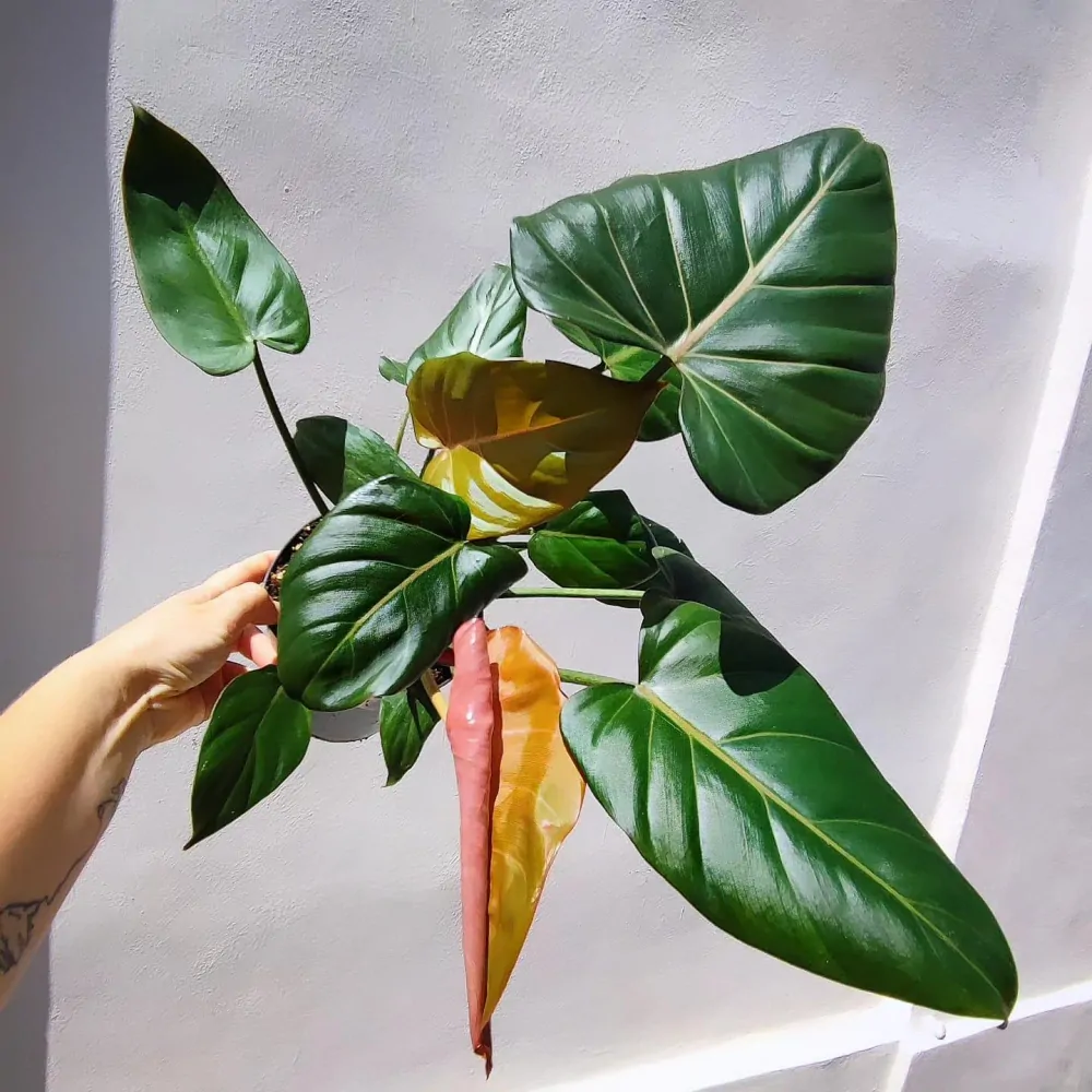 Philodendron Summer Glory