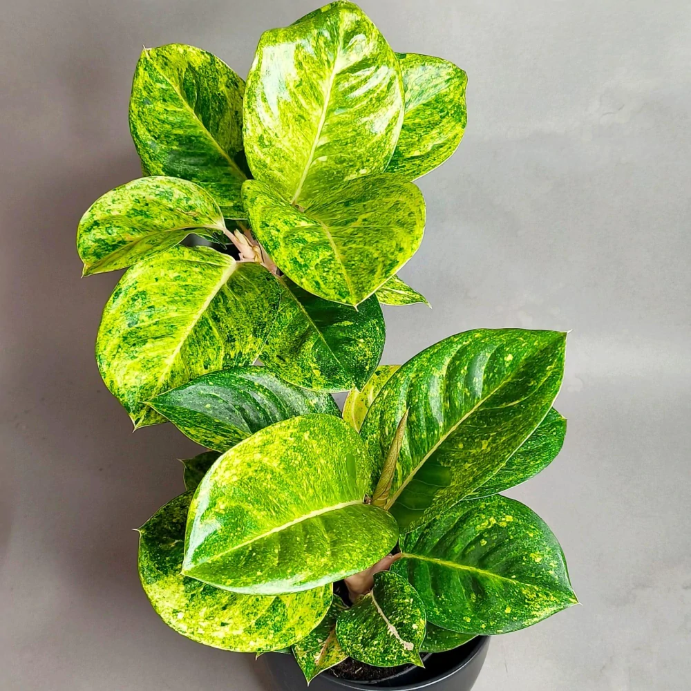 Aglaonema commutatum Apple fantasy