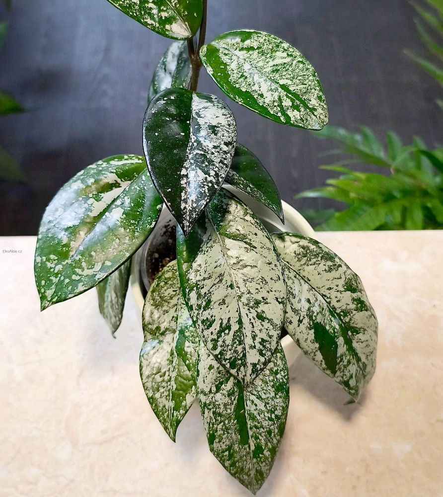 Hoya carnosa silver splash