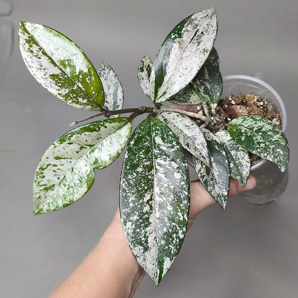 Hoya carnosa silver splash