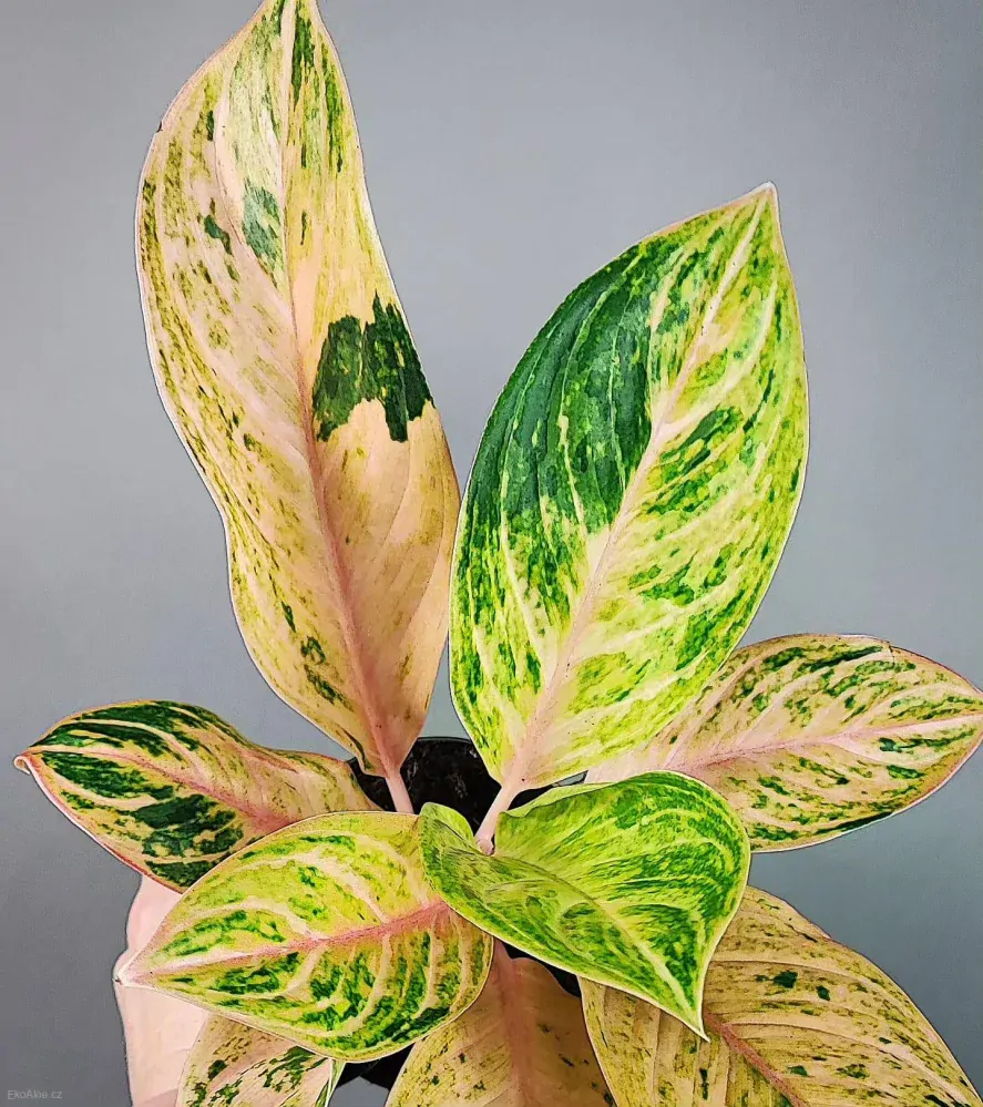 Aglaonema Moro Ninja