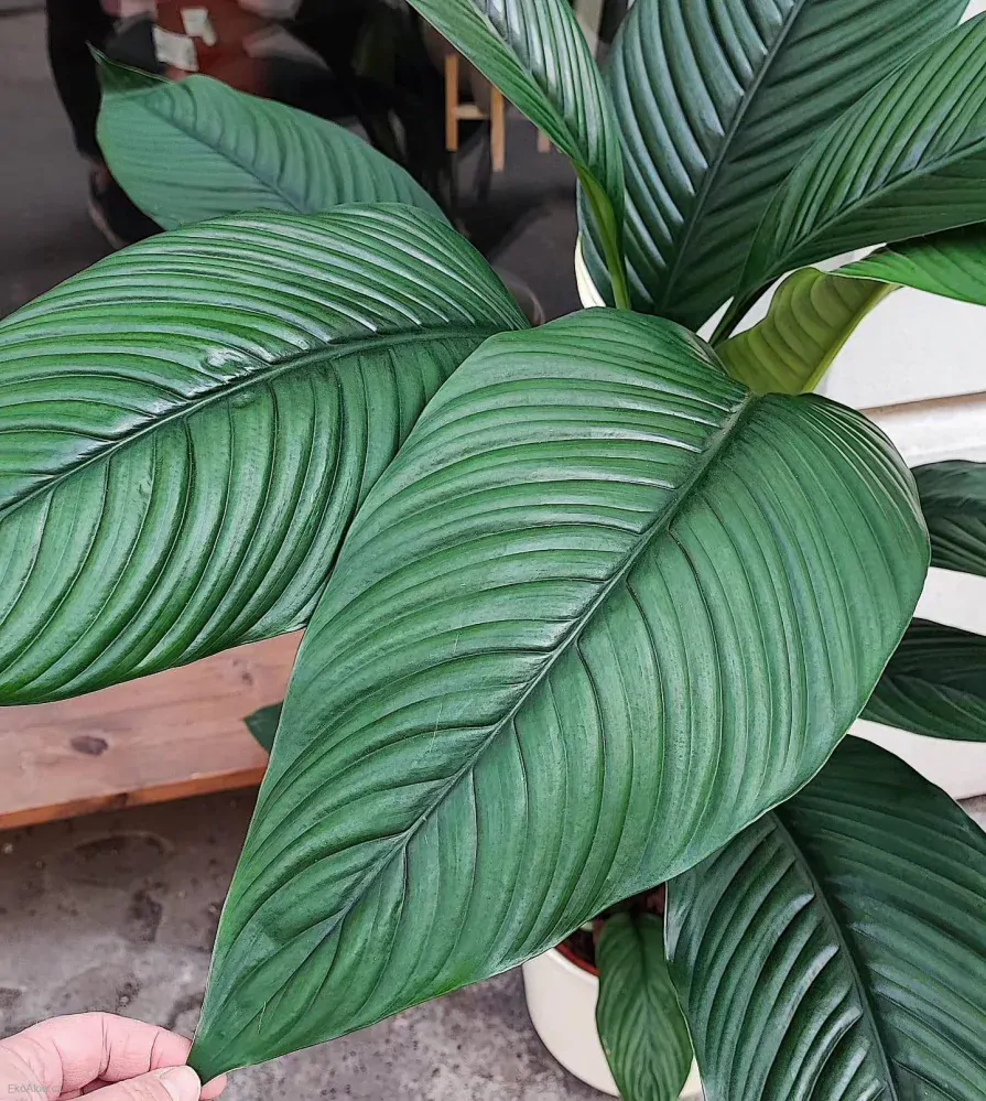 Spathiphyllum Sensation XXL