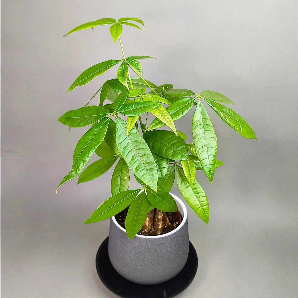 Pachira aquatica