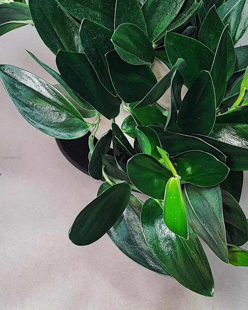 Scindapsus treubi Dark Form