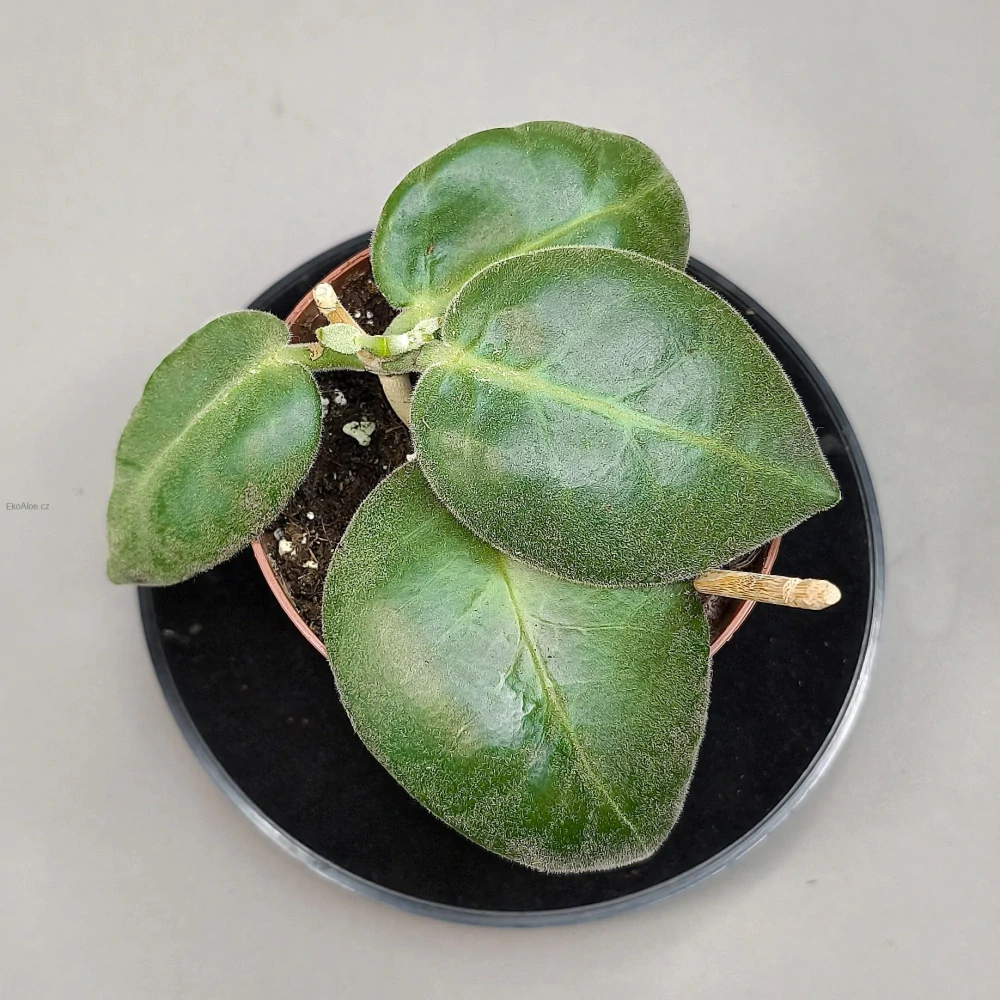 Hoya Calycina Stargazer.