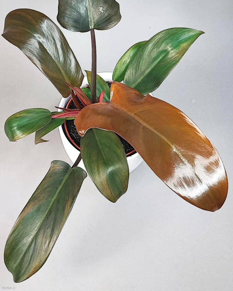 Philodendron Florida Bronze