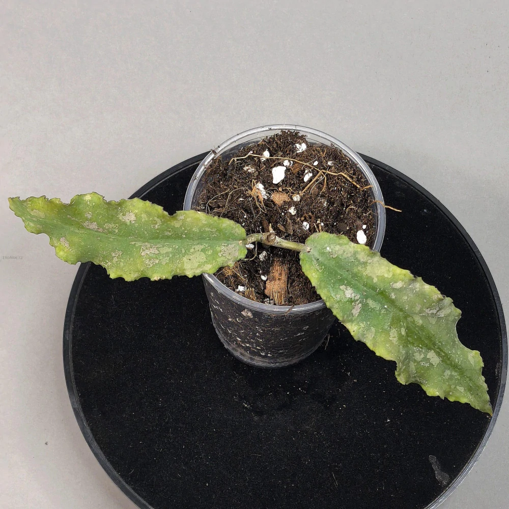 Hoya Undulata Splash