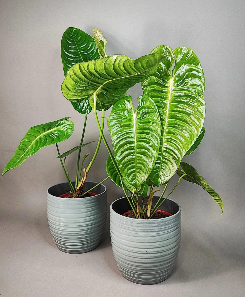 Anthurium veitchii 