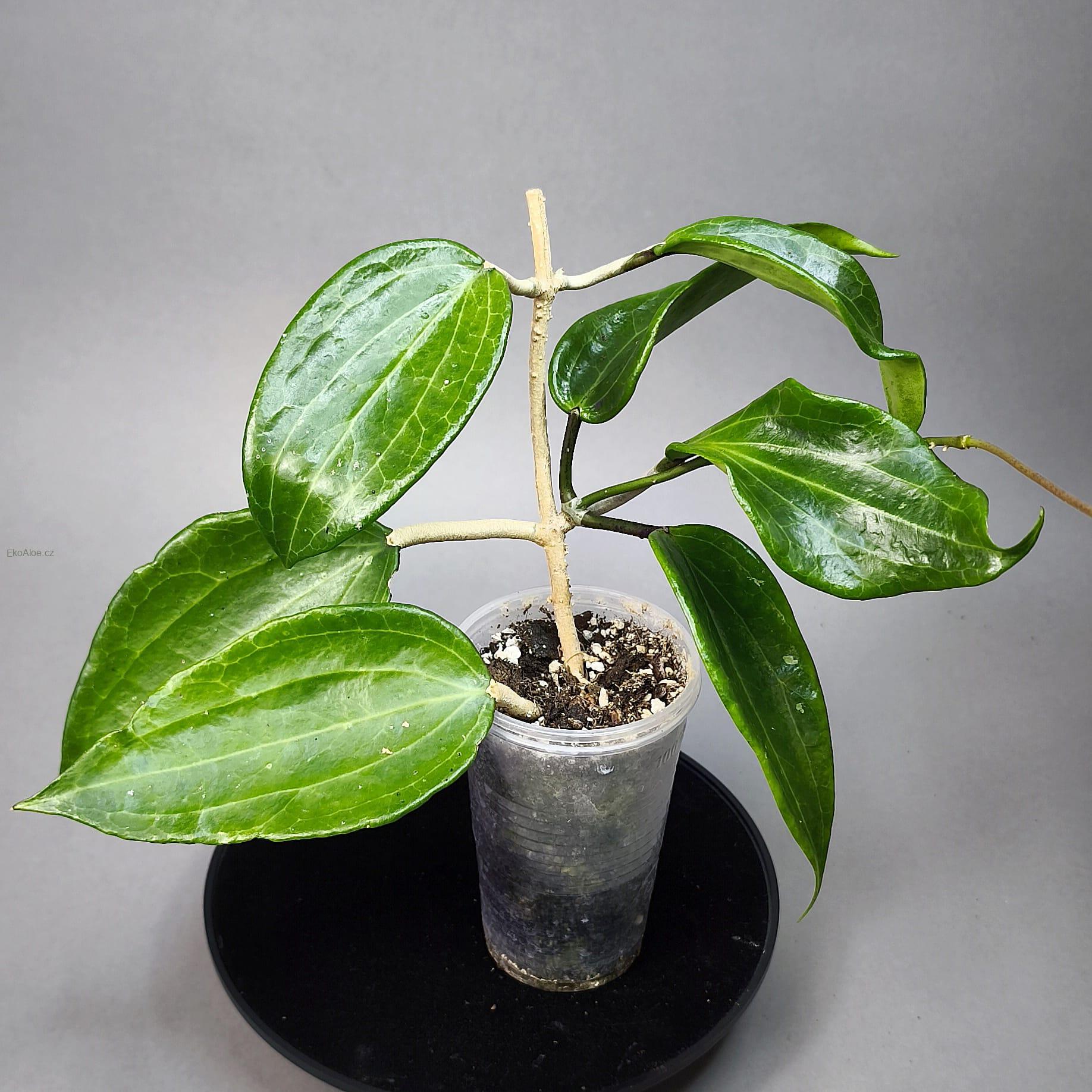 Hoya merrillii