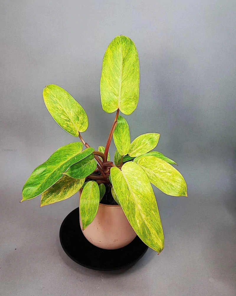 Philodendron Painted Lady