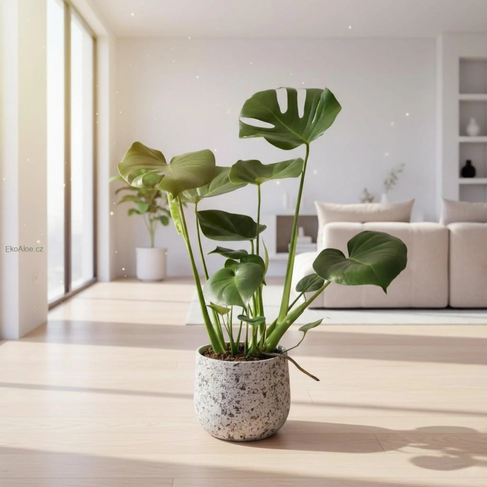 Monstera deliciosa