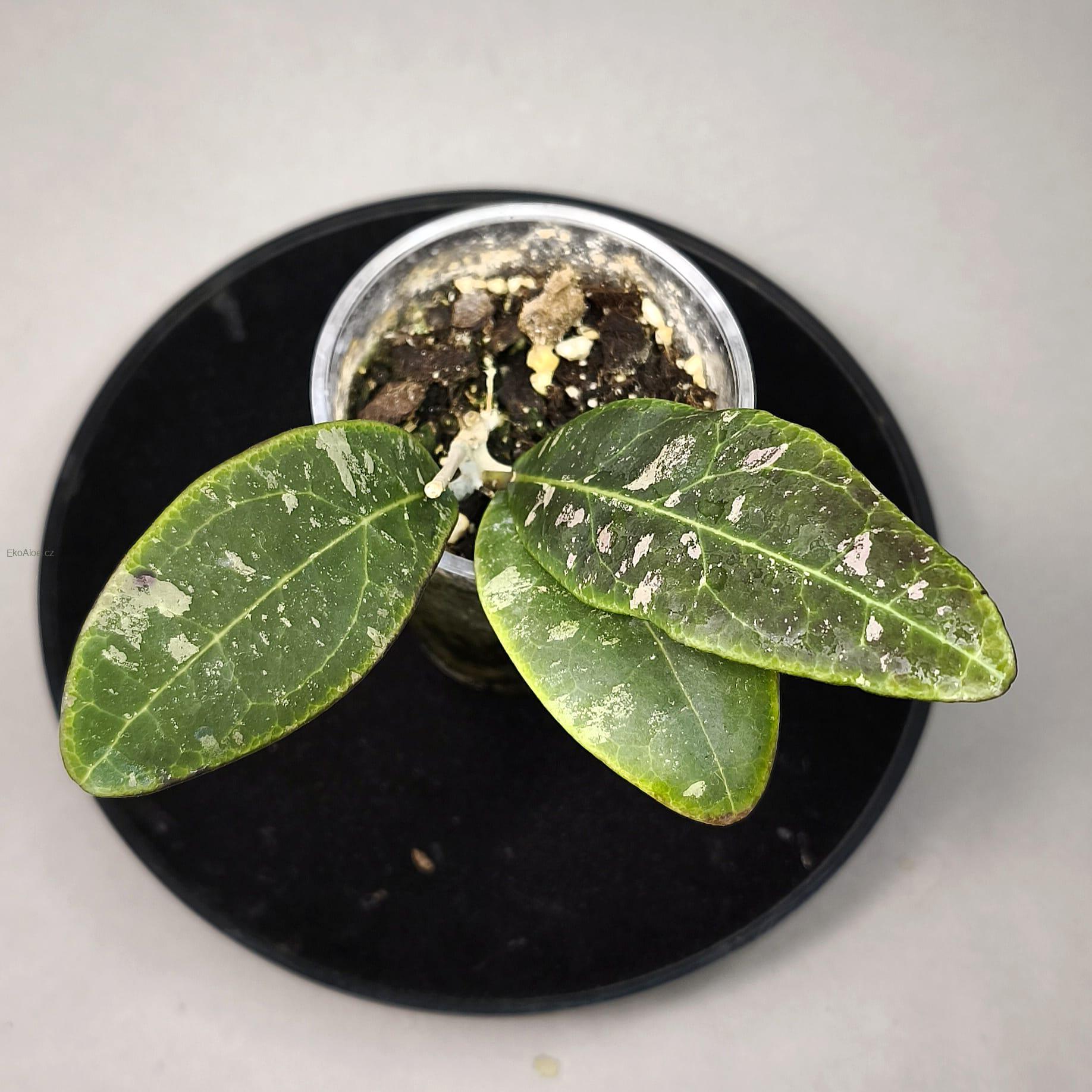 Hoya rintzii Borneo
