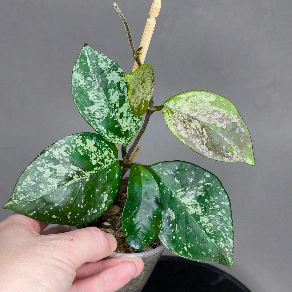 Hoya carnosa round leaf splash
