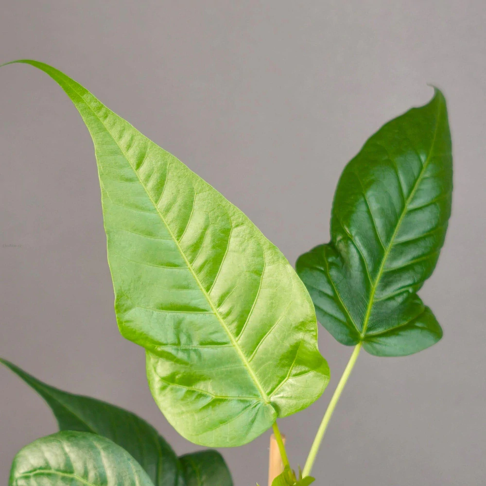 Ficus religiosa