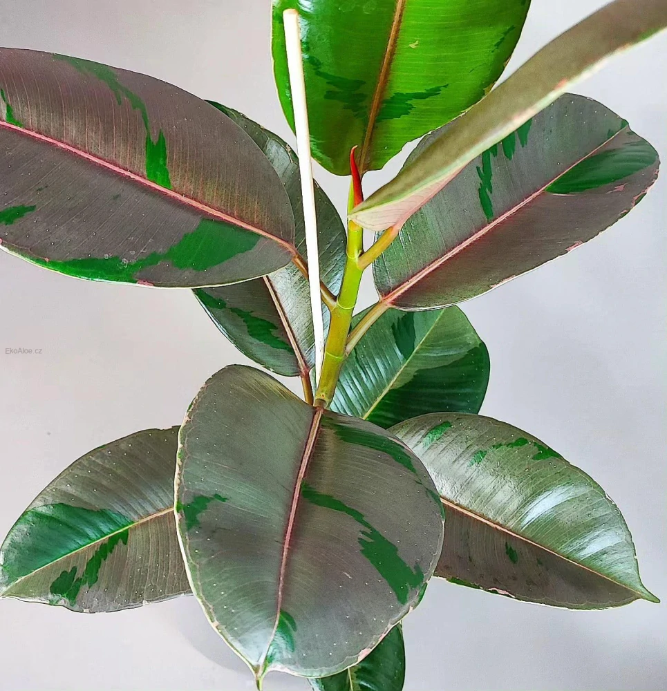 Ficus elastica Pink camouflage