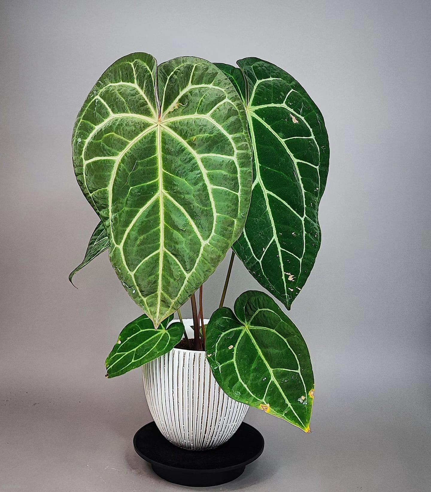Anthurium Regale x Crystallinum XL