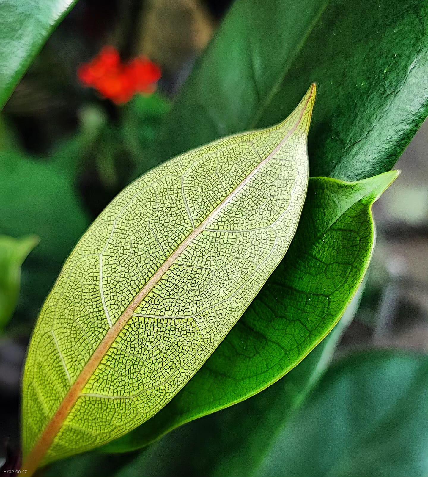 Ficus cyathistipula