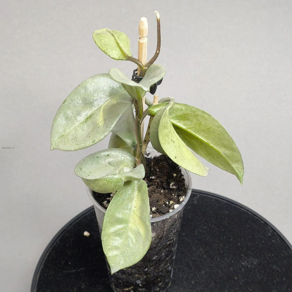 Hoya carnosa Argentea Princess