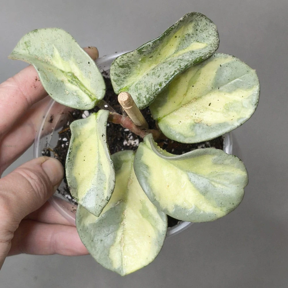 Hoya carnosa Argentea Princess