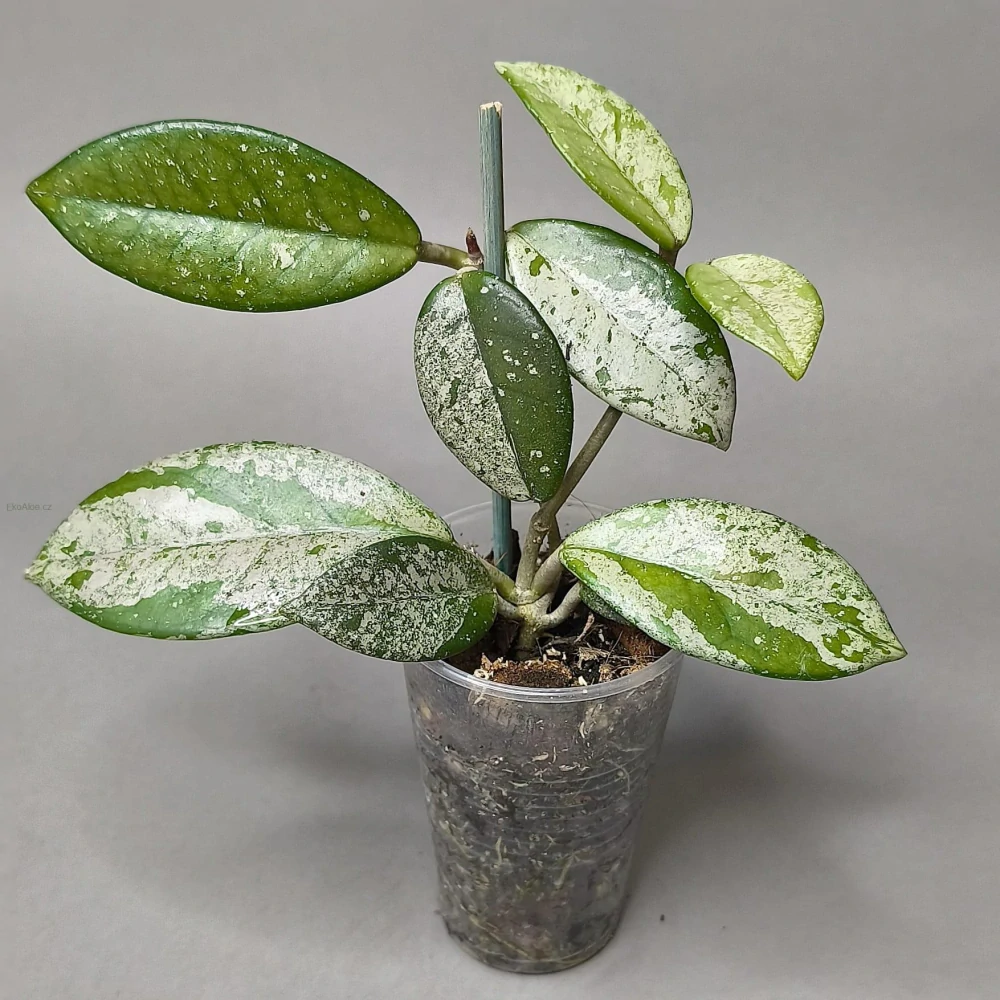 Hoya Dapple Gray