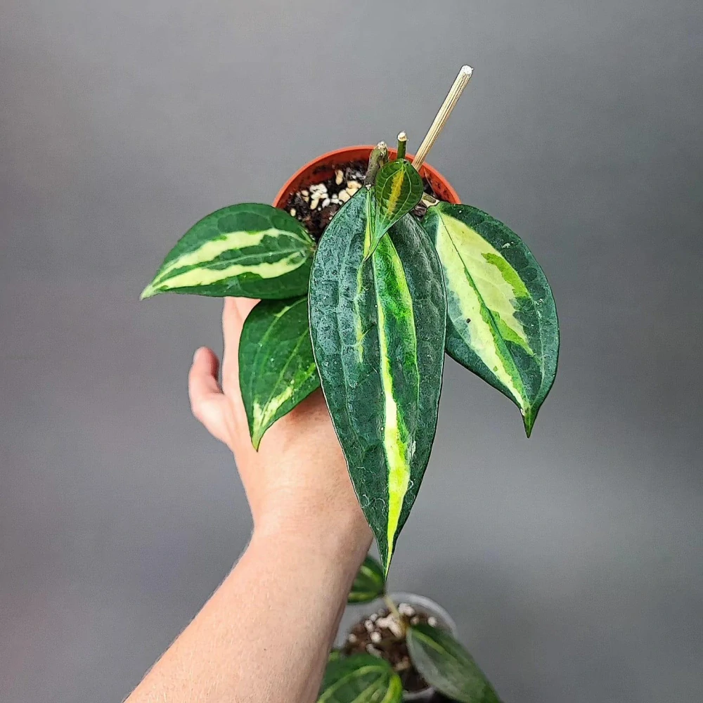 Hoya Macrophylla Pot of Gold