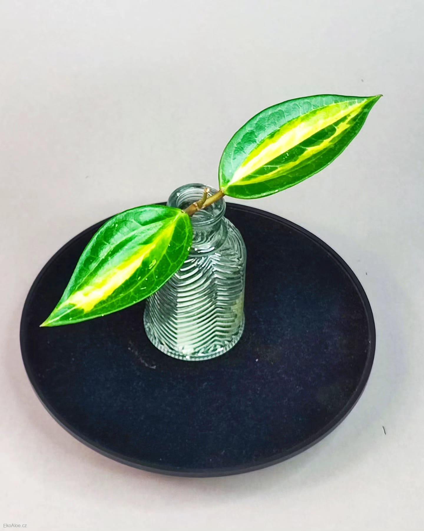 Hoya Macrophylla Pot of Gold řízek k zakořenění.