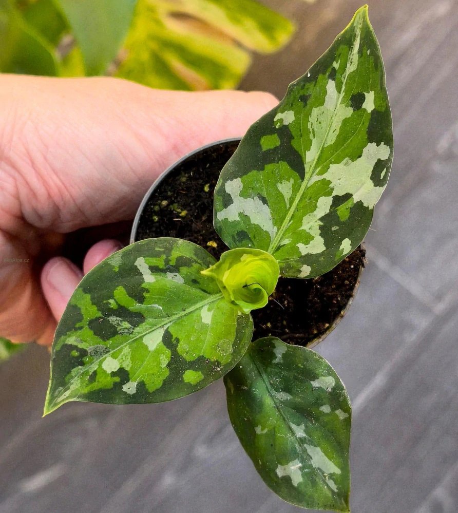 Aglaonema pictum tricolor