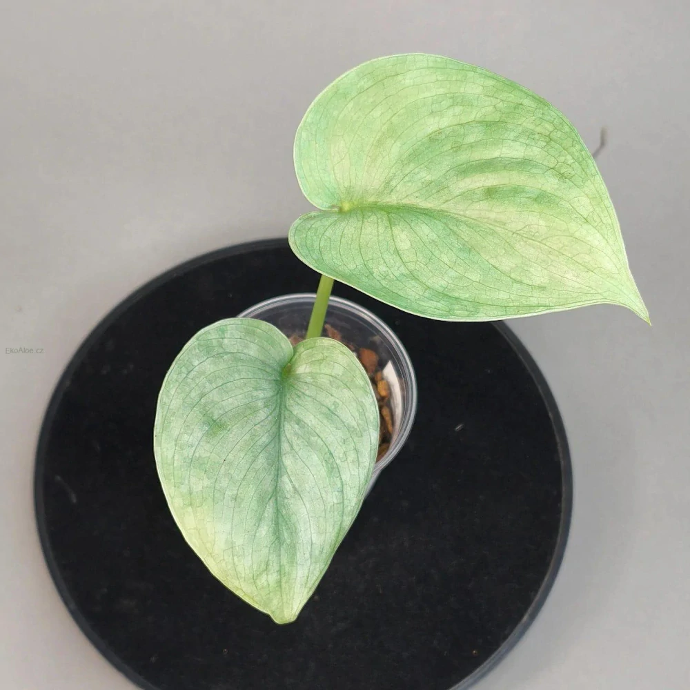 Scindapsus pictus Silver Hero