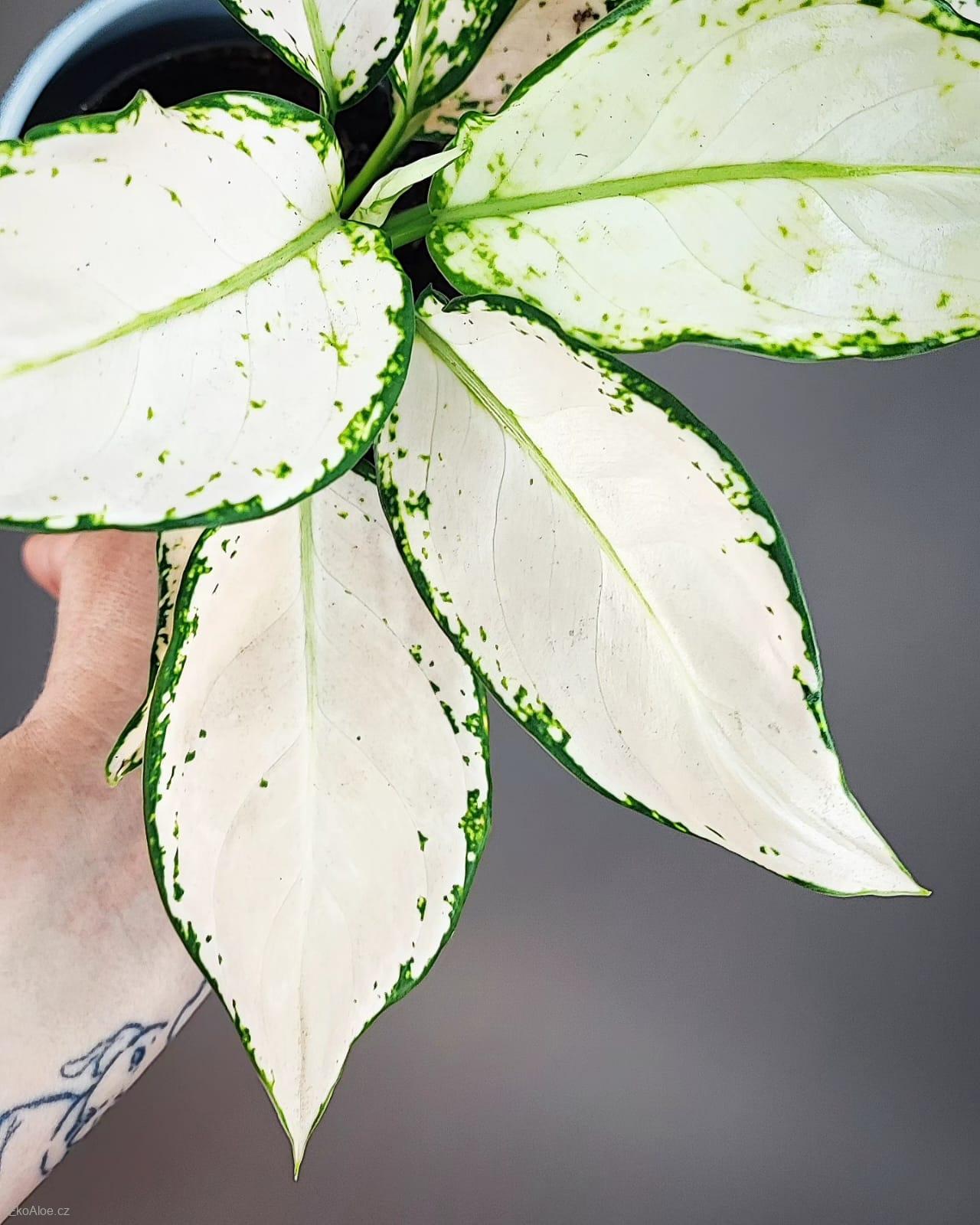 Aglaonema commutatum Vanilla Joy