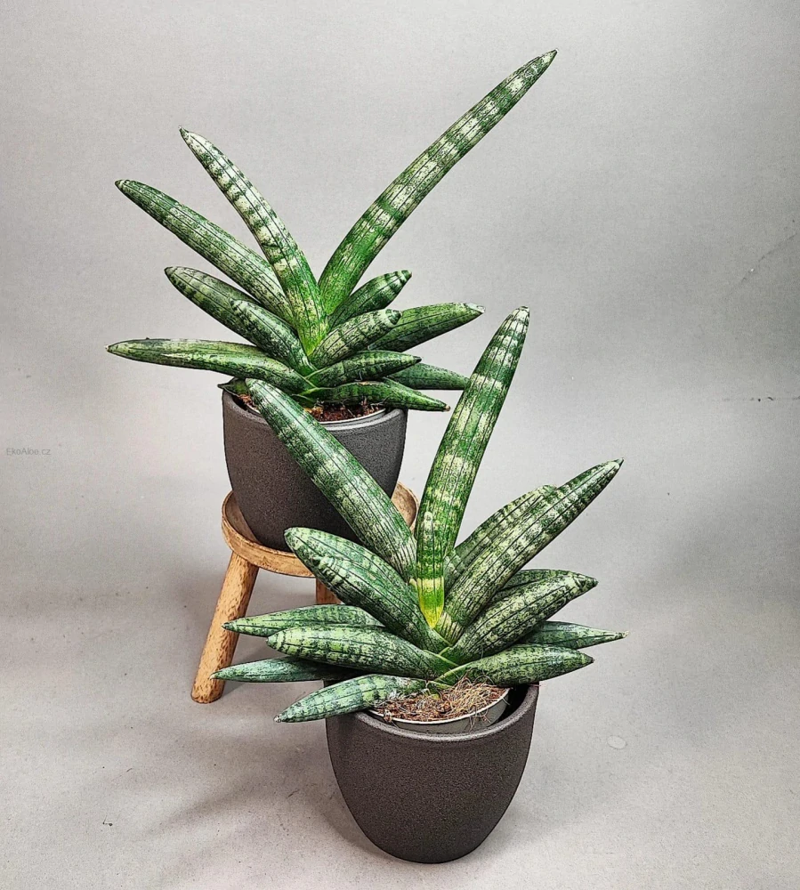Sansevieria cylindrica Boncel